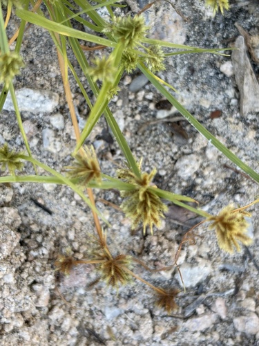 Cyperus squarrosus observed 2026-10-24