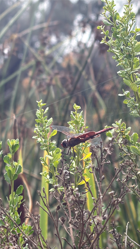 Red Saddlebags