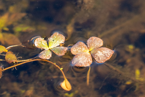 Marsilea quadrifolia observed 2026-10-24