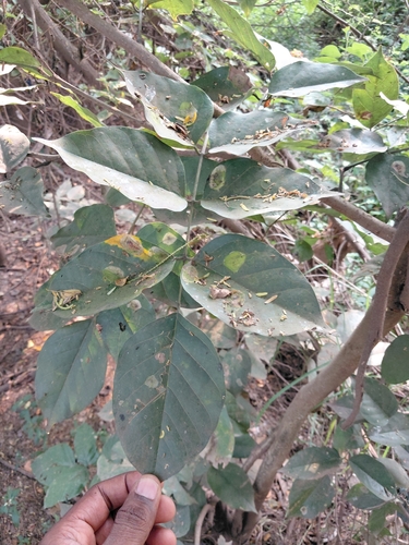 Pongamia pinnata observed 2026-10-25