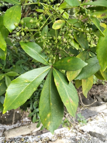 Pseudopanax lessonii observed 2026-10-25
