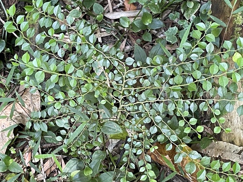 Maclura cochinchinensis observed 2026-10-25