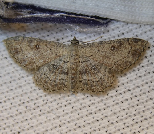 Cyclophora observed 2026-10-24