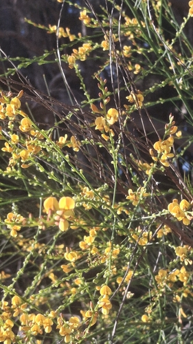 Viminaria juncea, 2026-10-24
