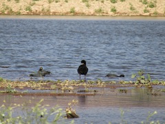 Fulica gigantea