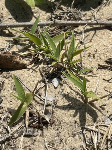 Thuarea involuta observed 2026-09-28