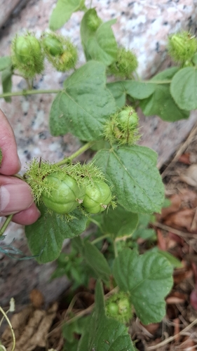 Passiflora vesicaria, 2026-10-25