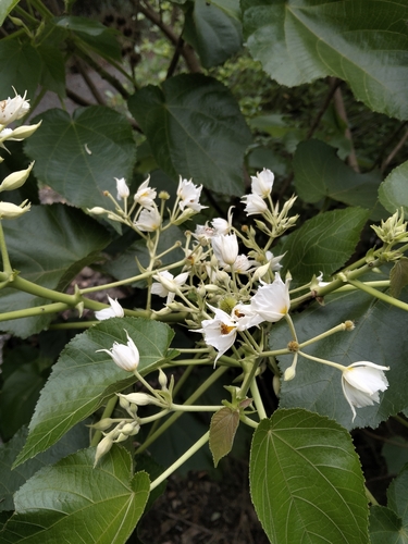 Entelea arborescens observed 2026-10-25