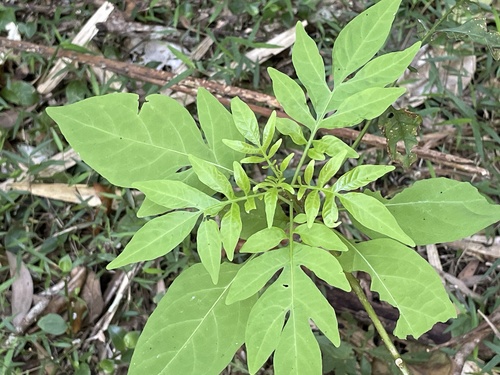 Solanum seaforthianum observed 2026-10-25