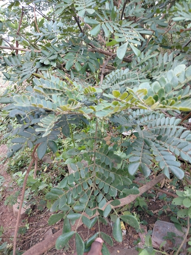 Samanea saman observed 2026-10-25