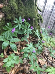Cardamine glanduligera
