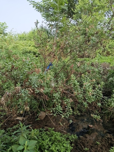 Pluchea indica observed 2026-10-25