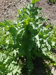 Papaver somniferum