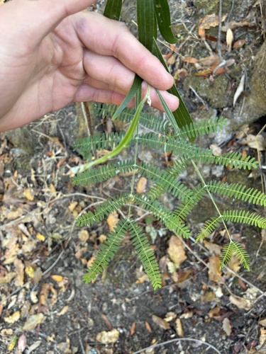 Acacia obtusifolia observed 2026-10-24