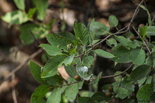 Karwinskia humboldtiana