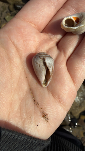Conus californicus observed 2026-10-20