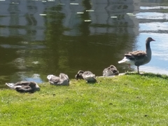 Anser anser