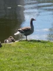 Anser anser
