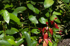 Cinnamomum verum