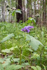 Geranium platyanthum