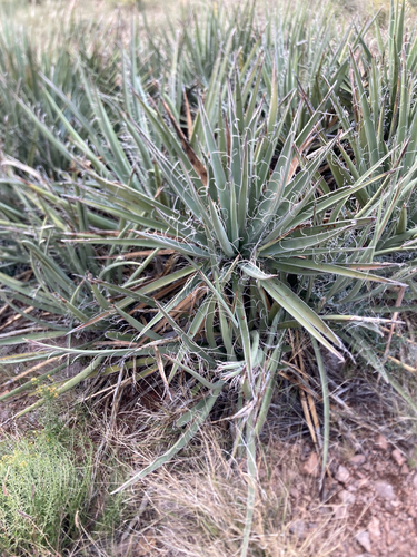 Banana Yucca