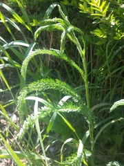 Achillea