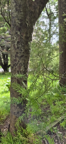 Prumnopitys taxifolia, 2026-10-25