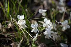 Viola alba