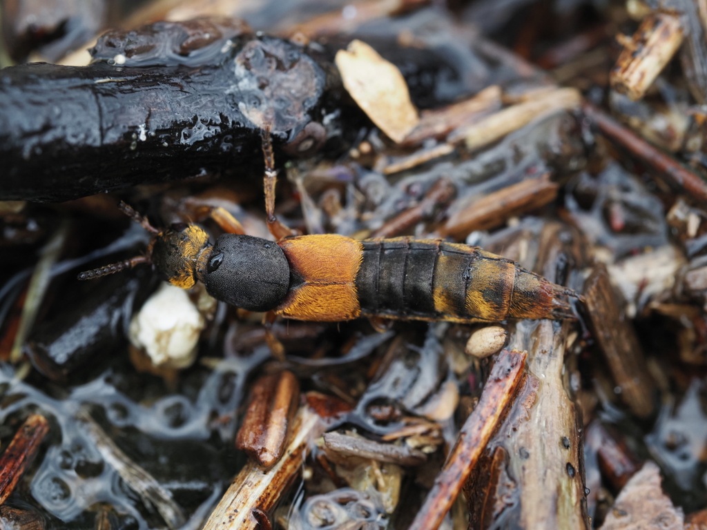Aulacocypus gloriosus