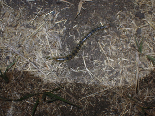 Common Desert Centipede