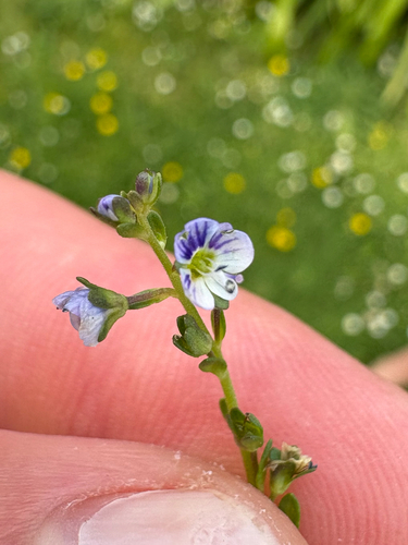 Veronica serpyllifolia observed 2026-10-24
