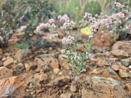 Abert's buckwheat