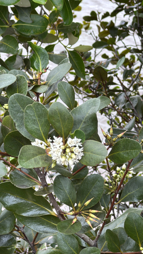 Aegiceras corniculatum observed 2026-10-25