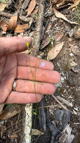 Wahlenbergia marginata observed 2026-10-25