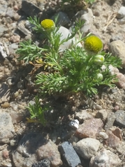 Matricaria discoidea