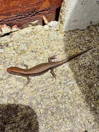 Lampropholis delicata observed 2026-10-24