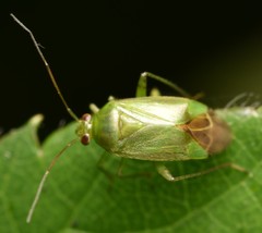 Apolygus spinolae