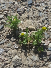 Matricaria discoidea