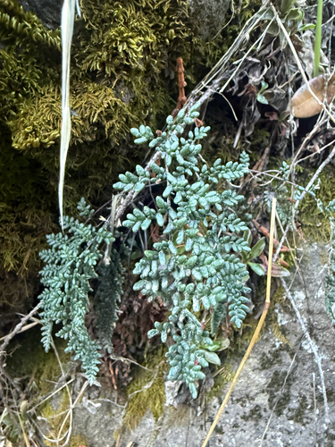 Myriopteris gracillima observed 2026-10-24