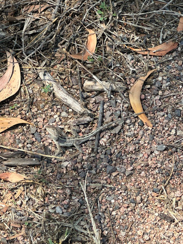 Diporiphora australis observed 2026-10-25