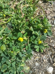 Medicago lupulina