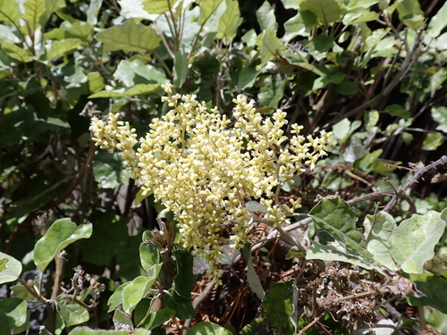 Brachyglottis repanda, 2026-10-25