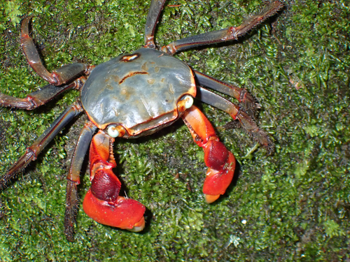 Chiromantes haematocheir observed 2026-10-24