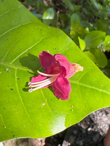 Vitex lucens observed 2026-10-25