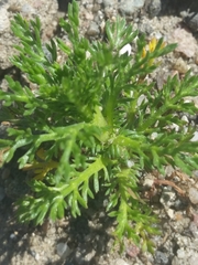 Matricaria discoidea