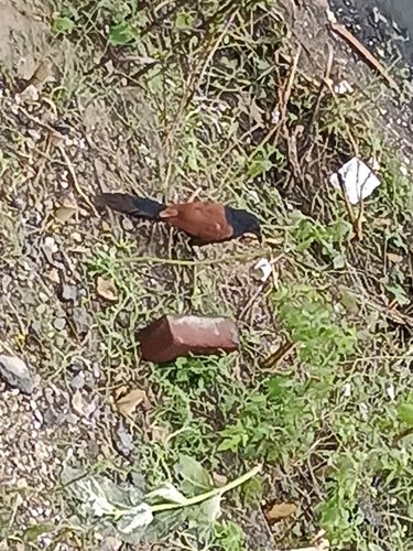 Centropus sinensis observed 2026-10-25