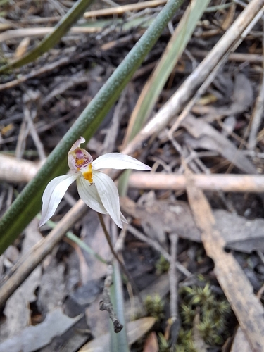Caladenia carnea observed 2026-10-25