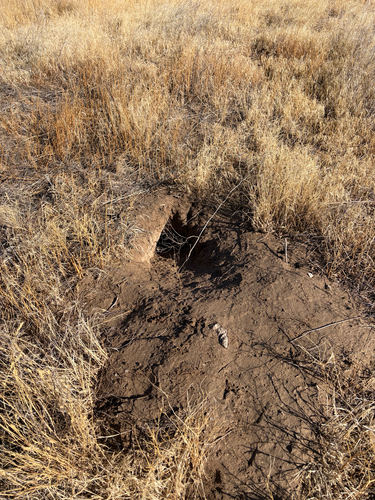 American Badger