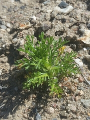 Matricaria discoidea