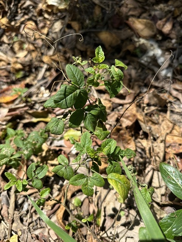 Tarenaya aculeata observed 2026-09-28